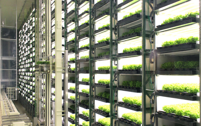 Cultivation room